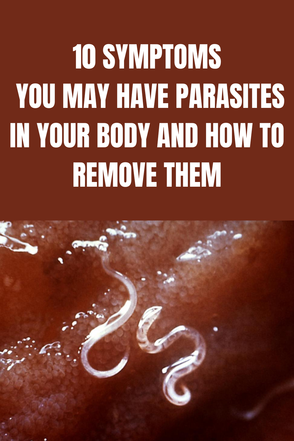 Symptoms You May Have Parasites In Your Body And How To Remove Them Daily Gardening Mag