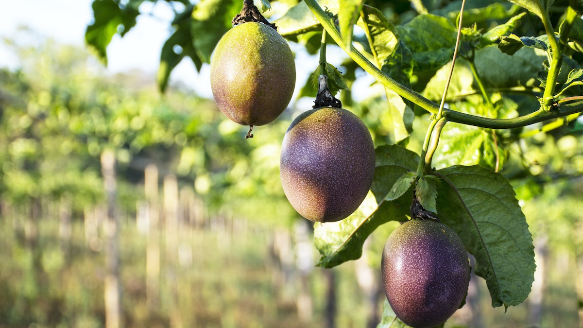 How To Grow Passion Fruits From Seed Daily Gardening Mag