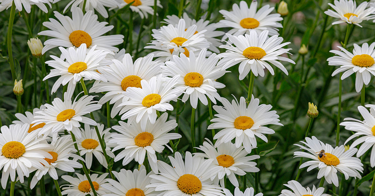 How to Grow and Care for Shasta Daisies Daily Gardening Mag