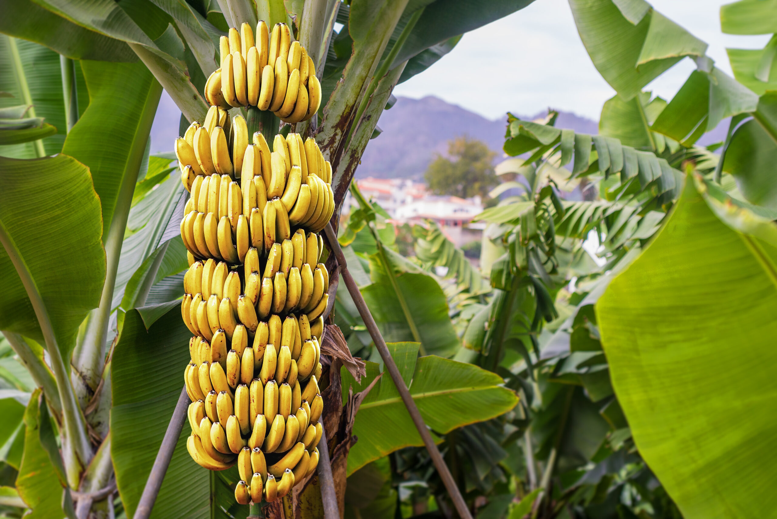 how-to-grow-a-banana-tree-indoors-daily-gardening-mag