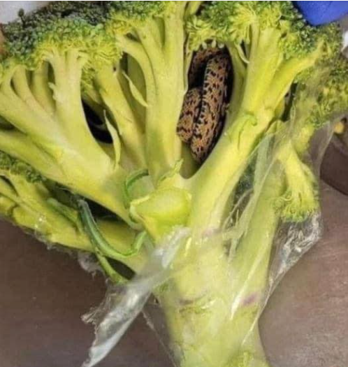 “Shocking Encounter, Man’s Horrifying Discovery Inside Bag Of Aldi-bought Broccoli”