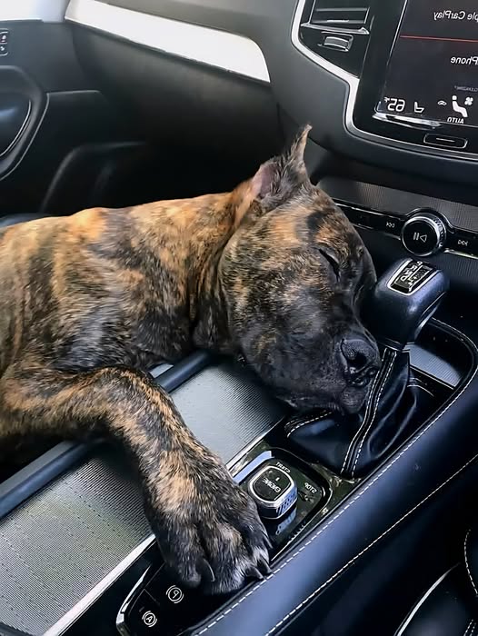 A New Beginning: The Story of Trust, Healing, and Forever Love