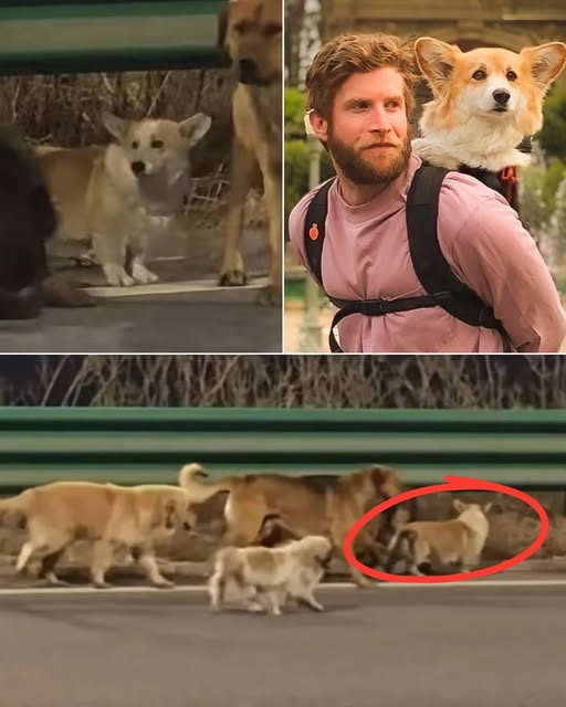 A viral video showing 7 dogs walking nearly 10 miles home, led by a corgi and viewed over 230 million times, has already melted hearts — but what the owner has now revealed is hitting even harder.